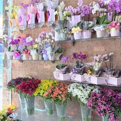 Parede de orquídeas e flores da loja de Vilas do Atlântico